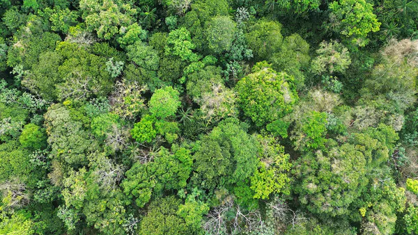 Decolonial Epistemologies of the Forest: Yanomami Knowledge and the Future of Planetary Thought