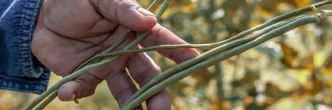 Effect of Rust (Uromyces Phaseoli Var. Vignae) Infection on Photosynthetic Efficiency, Growth and Yield Potentials of Cowpea (Vigna Unguiculata L. Walp) in an Open Field System