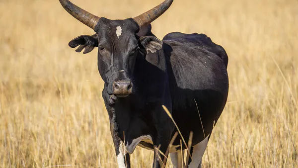 Prevalence of Bovine Trypanosomiases in Tembaro District, Kembata Tembaro Zone, Southern Ethiopia