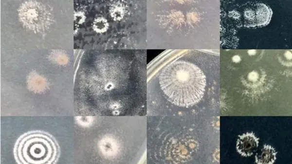 Isolation, Selection and Antimicrobial Activity of Actinomycetes from Mangrove Soil of Can Gio Forest, Hochiminh City, Vietnam
