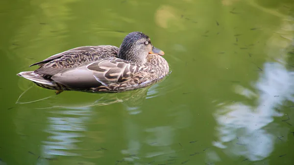 Enhancing the Production of Carp Polyculture and Tilapia by Integrating with Duck Farming in Nepal”- Aquaculture for Small Scale Farmers and Sustainability