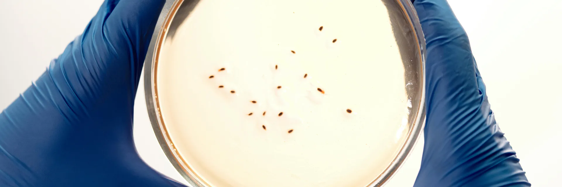 Building a Global Central Database for Promising Herbal Antimalarials from Various Countries: Strategies for Safe and Effective Drug Development Banner