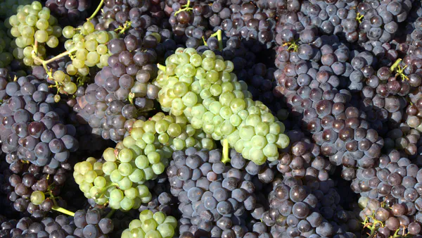 A Liana-Like Formation of a Grape Plant