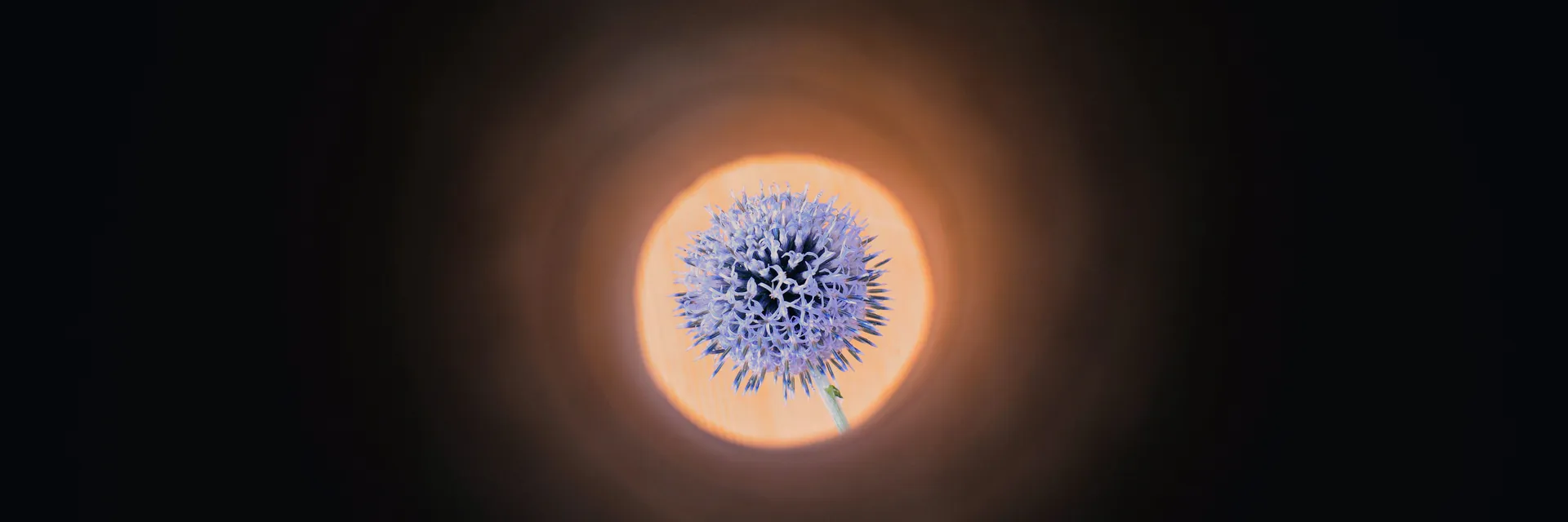 Effect of Transplant Growth Stage on the Mortality Rate of Echinops Giganteus Banner