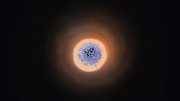 Effect of Transplant Growth Stage on the Mortality Rate of Echinops Giganteus
