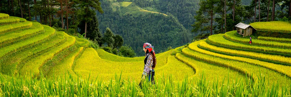 Combined Effect of Doses of Fertilizers and Different Densities on Agronomic Parameters of Rice (Oryza sativa) Adapted on Humid Area on the Valley of Benoué-Cameroon Banner