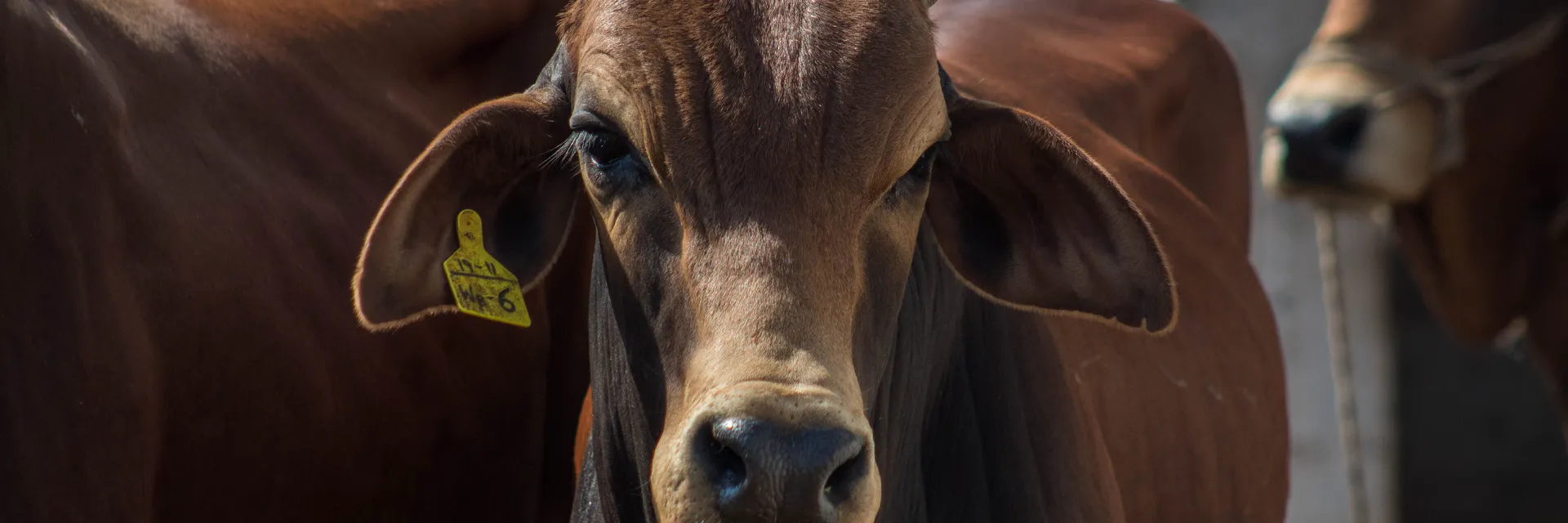 Study on Prevalence of Bovine Cysticercosis and Human Taeniasis in Jigjiga Town, Somali Region, Eastern Ethiopia Banner
