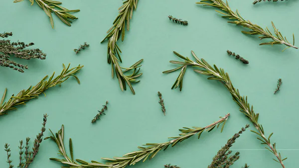 The Impact of Rosemary on Cardiovascular and Hypertension Diseases