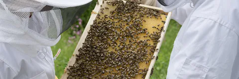 Development of Domestic Production of Biologically Active Additives (BAA)  based on Beekeeping and Maral Breeding Products
