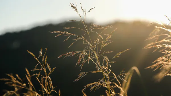 ARIMAX Model to Forecast Grain Production Under Rainfall Instabilities in Brazilian Semi-arid Region