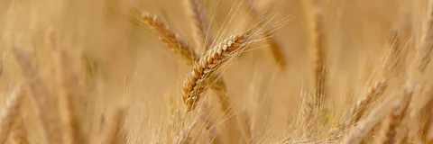 Epigenetic Factors of Biological Variability and Individual Sensitivity to Biotic Stresses