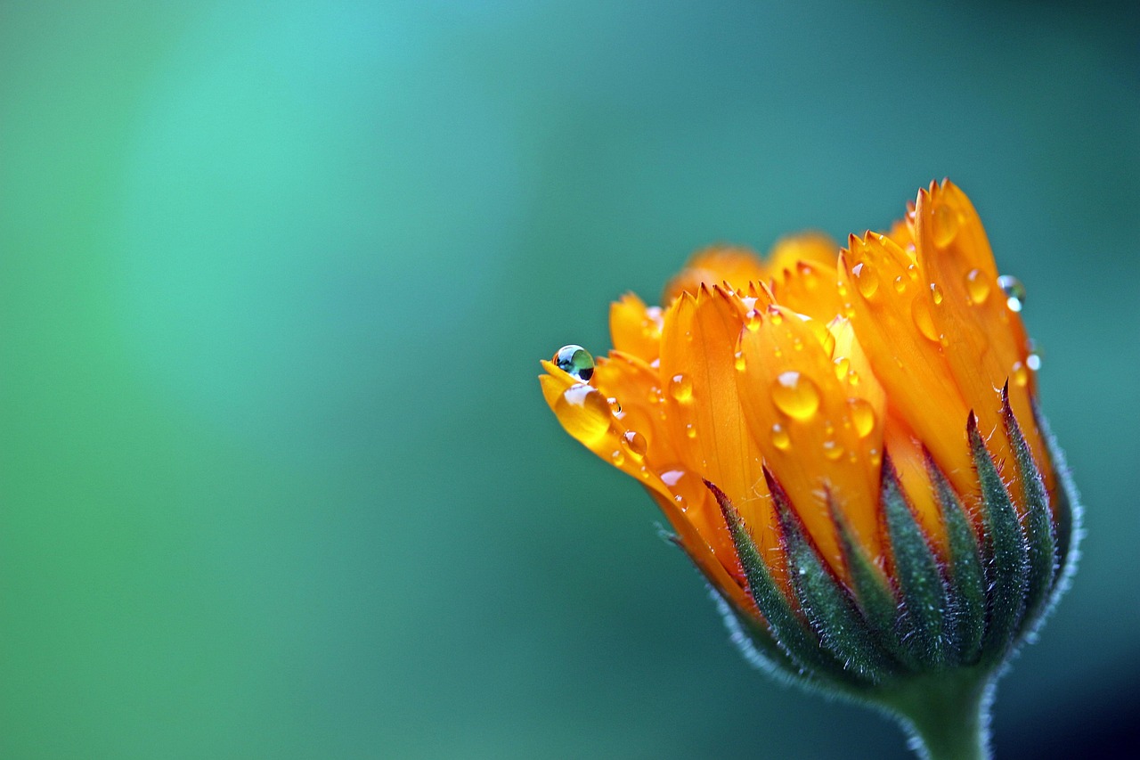 Evaluation of Pot Type Marigold (Tagetus Patula) Varieties for Commercial Value Traits at Three Different Locations of Kathmandu Valley, Nepal