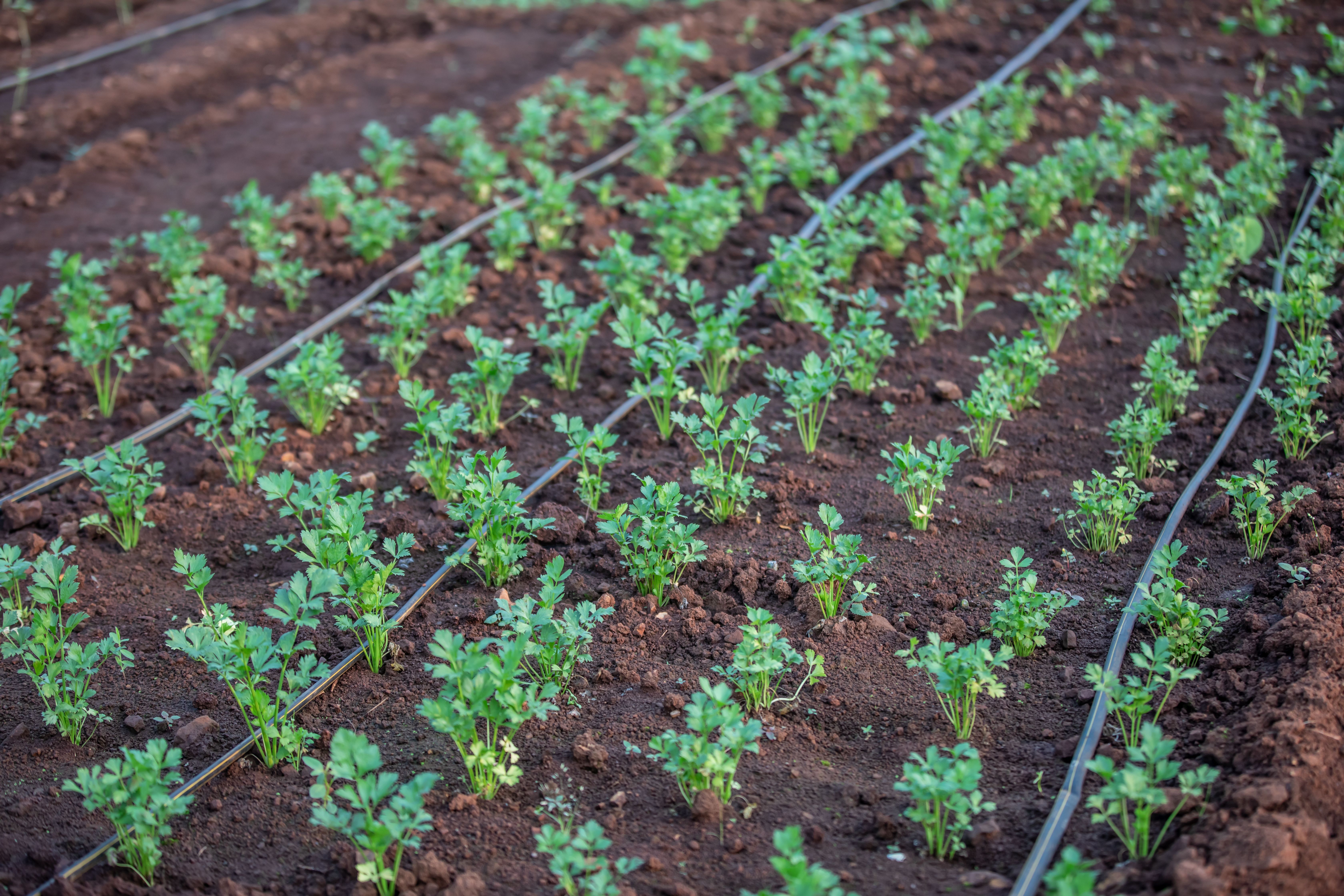 Estimation of Irrigation Water Requirement and Irrigation Scheduling of Carrots under Drip Irrigation system in Rwanda