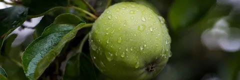 Guava (Psidium guajava)+Summer Groundnut (Arachis hypogea) for Control of Biotic and Abiotic Harmful Factors