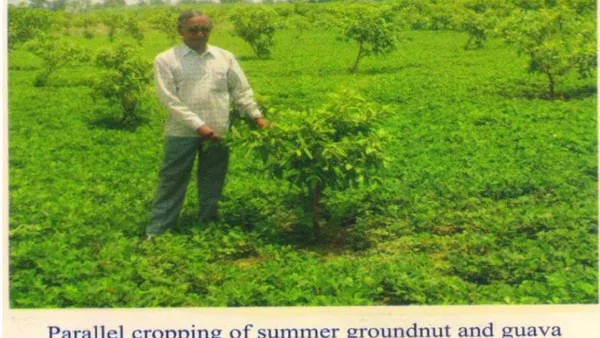 Guava (Psidium guajava)+Summer Groundnut (Arachis hypogea) for Control of Biotic and Abiotic Harmful Factors