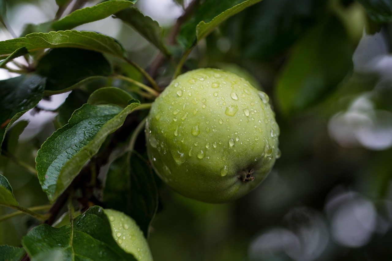 Guava (Psidium guajava)+Summer Groundnut (Arachis hypogea) for Control of Biotic and Abiotic Harmful Factors