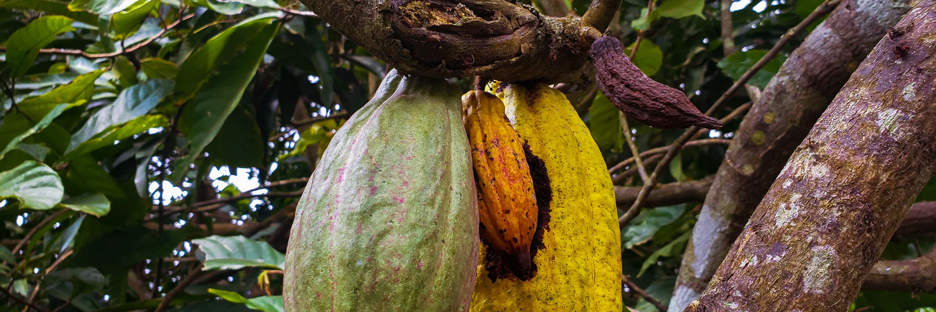 Reaction of Detached Fruits from Selected Cocoa Clones to Artificial Inoculation with Phytophthora Palmivora Banner
