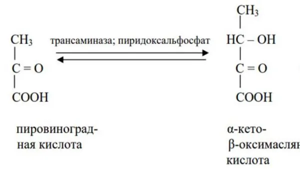 Biochemical Reasons for the Presence of the Limiting Character of Thrheonine in Some Mammals and the Absence of the Limiting Character of Threonine in Humans