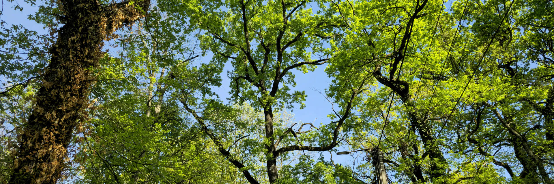Measurement and Evaluation of Radio Signal Attenuation by Tree Foliage: A Case Study of Federal College of Forestry Jos, Nigeria Banner