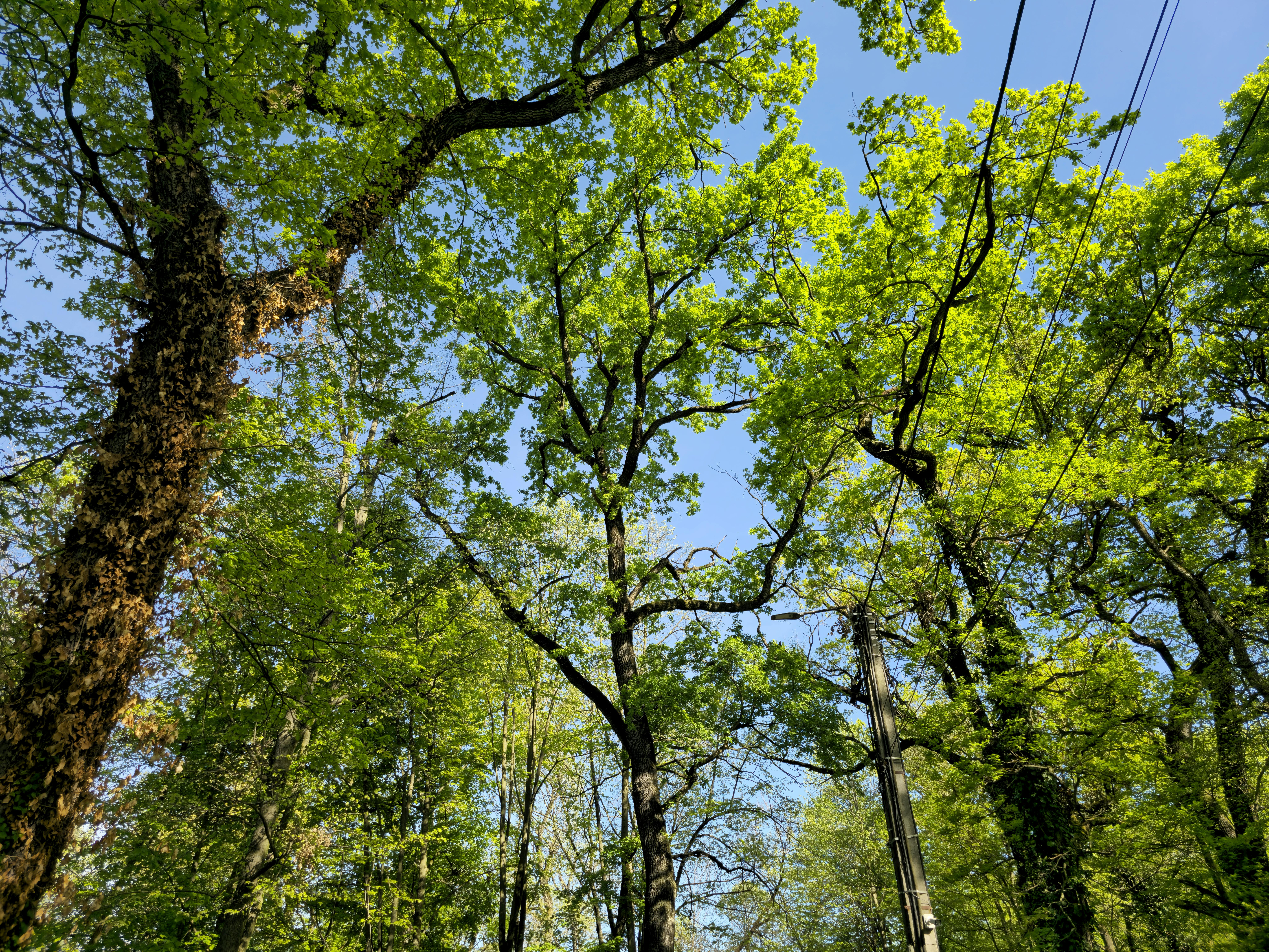 Measurement and Evaluation of Radio Signal Attenuation by Tree Foliage: A Case Study of Federal College of Forestry Jos, Nigeria Banner