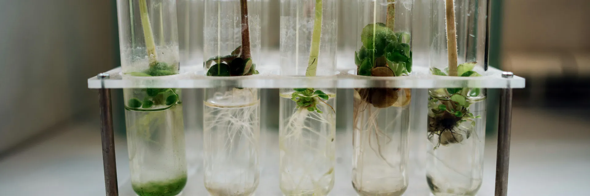 Impact of Medicinal Plants on Antifertility Activities: A Review Banner