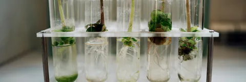 Impact of Medicinal Plants on Antifertility Activities: A Review