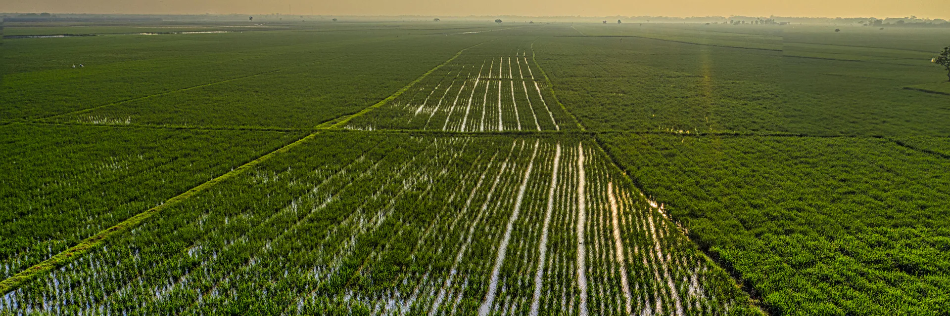 The Increase in Air Temperature and its Interference in the Emergence and Initial Growth of Sorghum Cultivars Banner