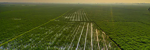The Increase in Air Temperature and its Interference in the Emergence and Initial Growth of Sorghum Cultivars