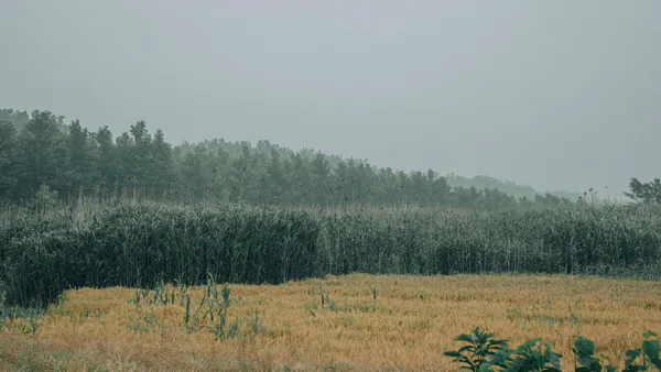 The Increase in Air Temperature and its Interference in the Emergence and Initial Growth of Sorghum Cultivars