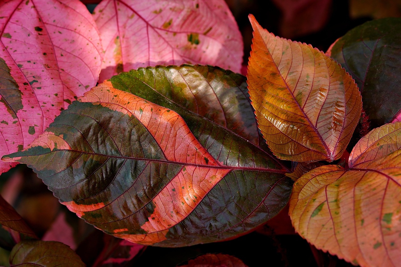 Neurological Wilson Disease in a Young Brazilian Adult: A Case Report