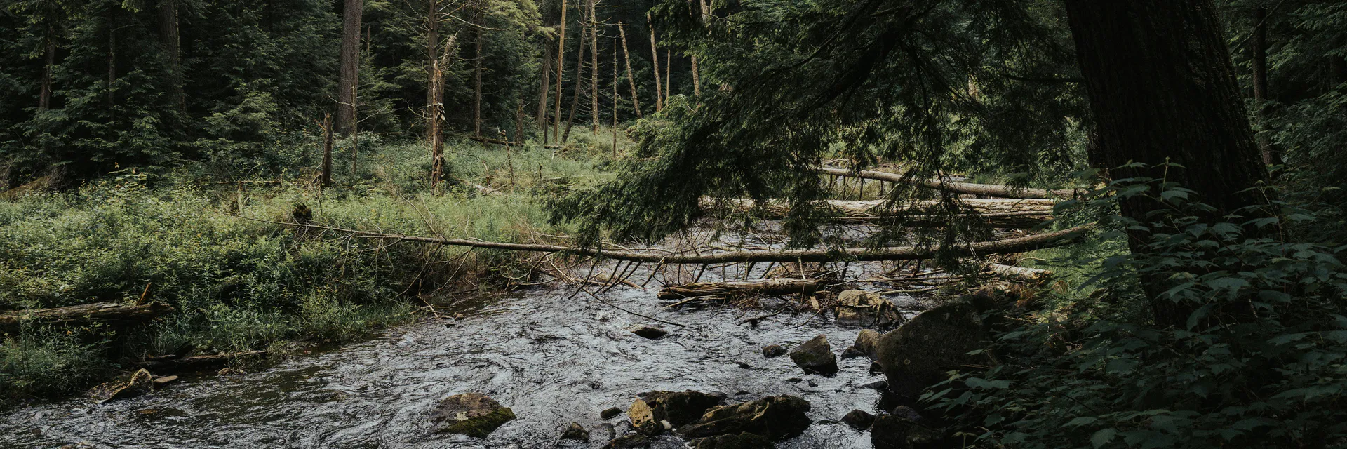 Ecosystems in a Sate of Flux: Evidence from A Kenyan Coastal Riparian Ecosystem Banner