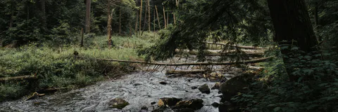 Ecosystems in a Sate of Flux: Evidence from A Kenyan Coastal Riparian Ecosystem
