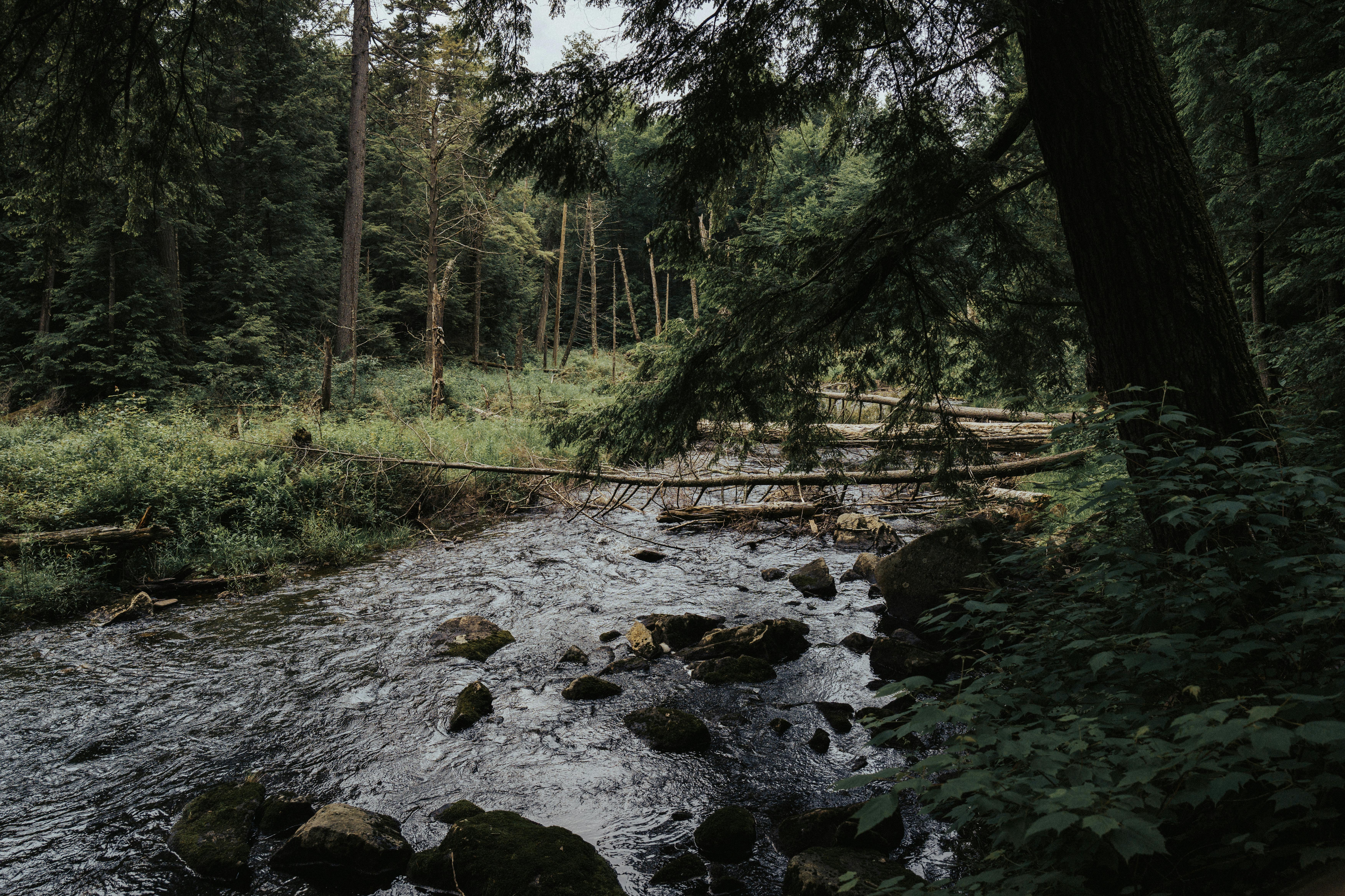 Ecosystems in a Sate of Flux: Evidence from A Kenyan Coastal Riparian Ecosystem