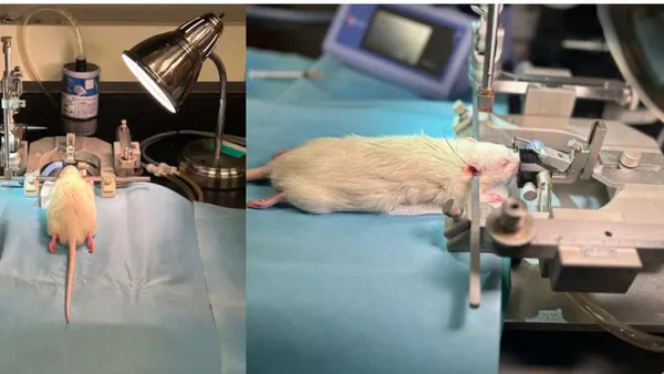 Modifications and Optimization of an Autologous Intracerebral Hemorrhage Rat Model