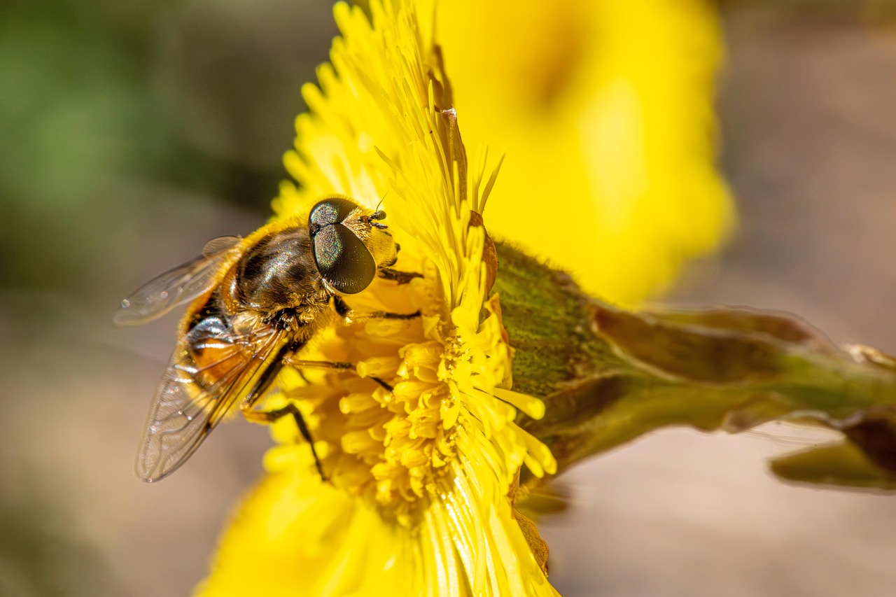 Screening of Therapeutic Potential and Compounds of Endemic Nepeta pilinux P.H. Davis in Kew Bull. from Şanlıurfa