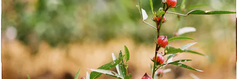 Effects of Organic and Inorganic Fertilizers on Some Vitamins and Mineral Contents of Hibiscus Sabdariffa linn (Sorrel)