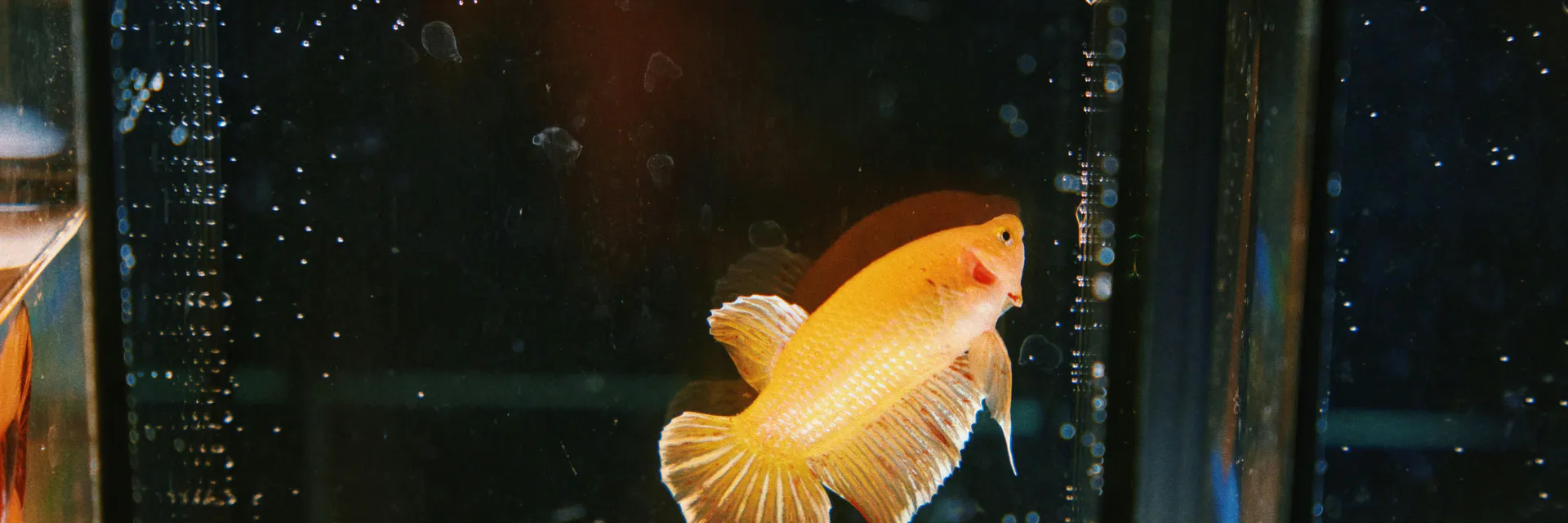 An Improved IoT-based Prototype for Fish Feeding and Monitoring System Banner