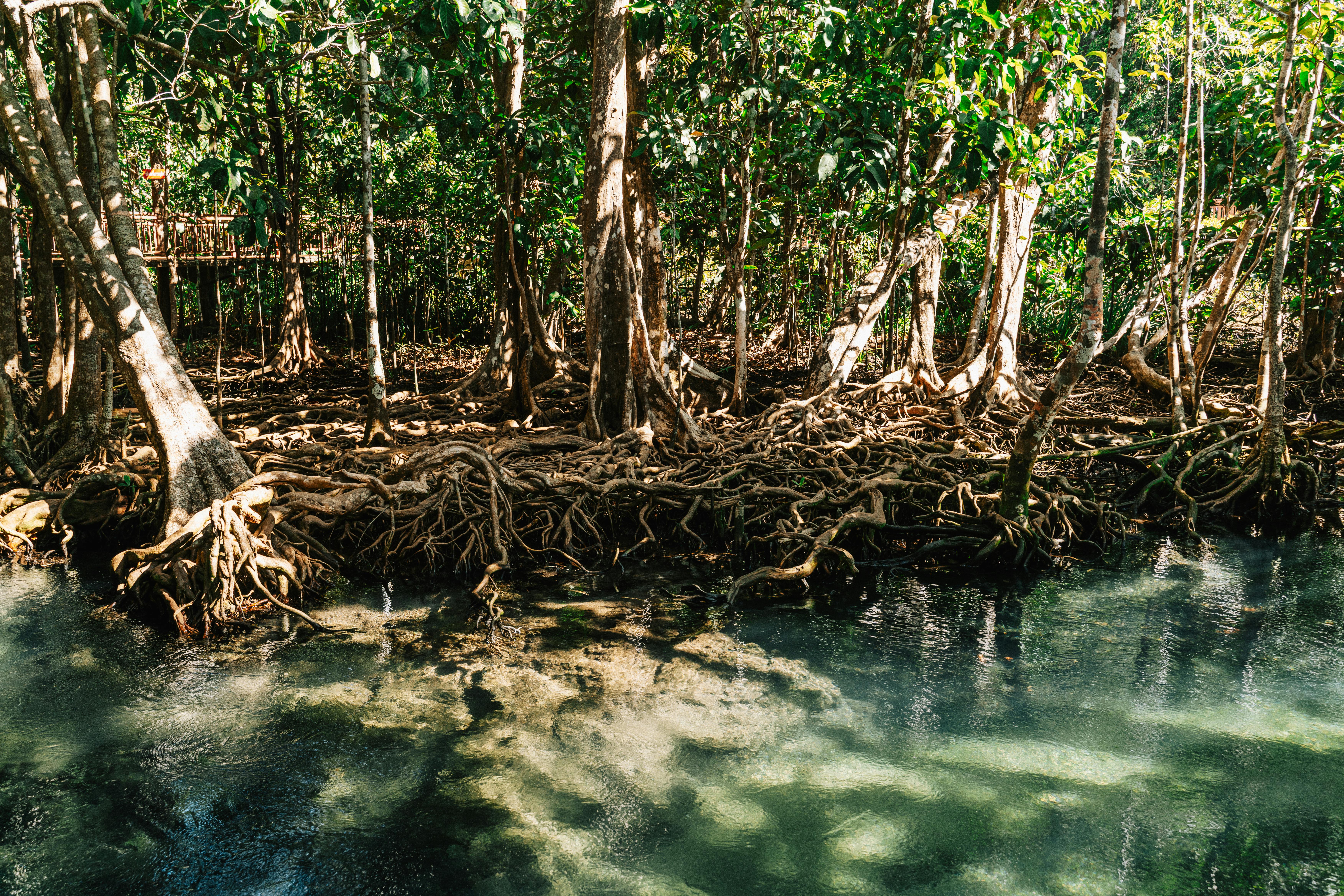 Socio-economic Structure & Sustainable Development of Indigenous Society: A  Study on the Munda Community Banner