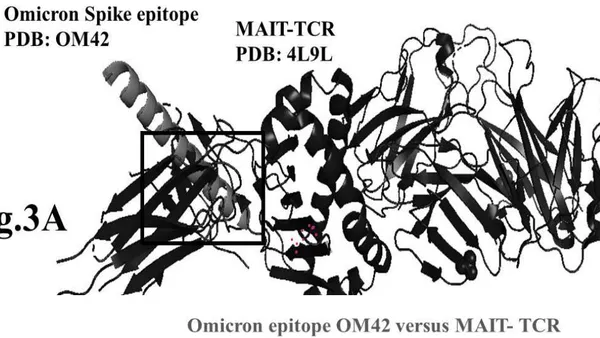 Mucosal-Invariant T Cell Receptor Recognizes HLA-DRB1 Selected SARS-Epitopes