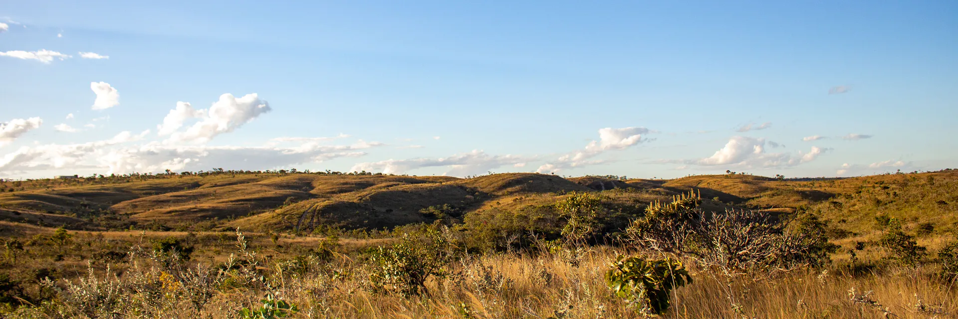 Land Degradation and Restoration Driven by Invasive Alien –Prosopis Juliflora and the Banni Grassland Socio-Ecosystem (Gujarat, India) Banner