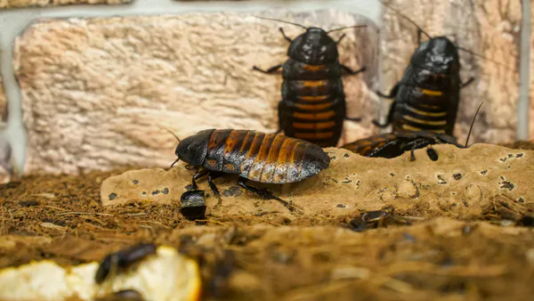 On the Origin of Cockroaches in the Maltese Islands