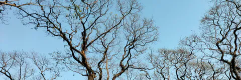 Ailanthus Altissima (Mill.) Swingle, Bioacumulated Specie of Contaminated Soils