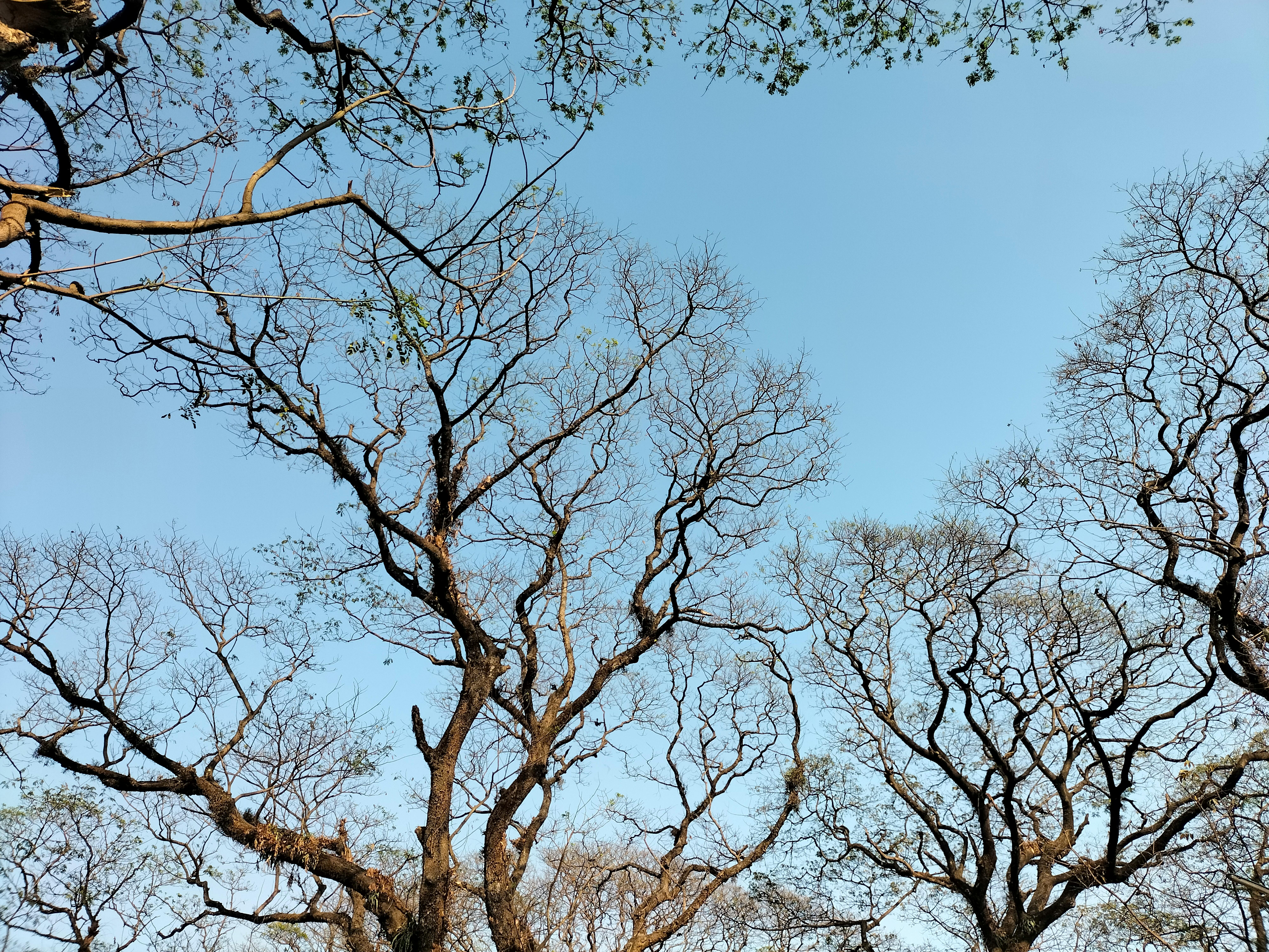 Ailanthus Altissima (Mill.) Swingle, Bioacumulated Specie of Contaminated Soils
