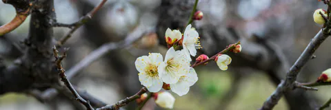 Line Spread Test Results for Commercially Available the White Rice Porridge with Salted Plum – Including the Effect of Four Types of Thickening Agents Added after Blending