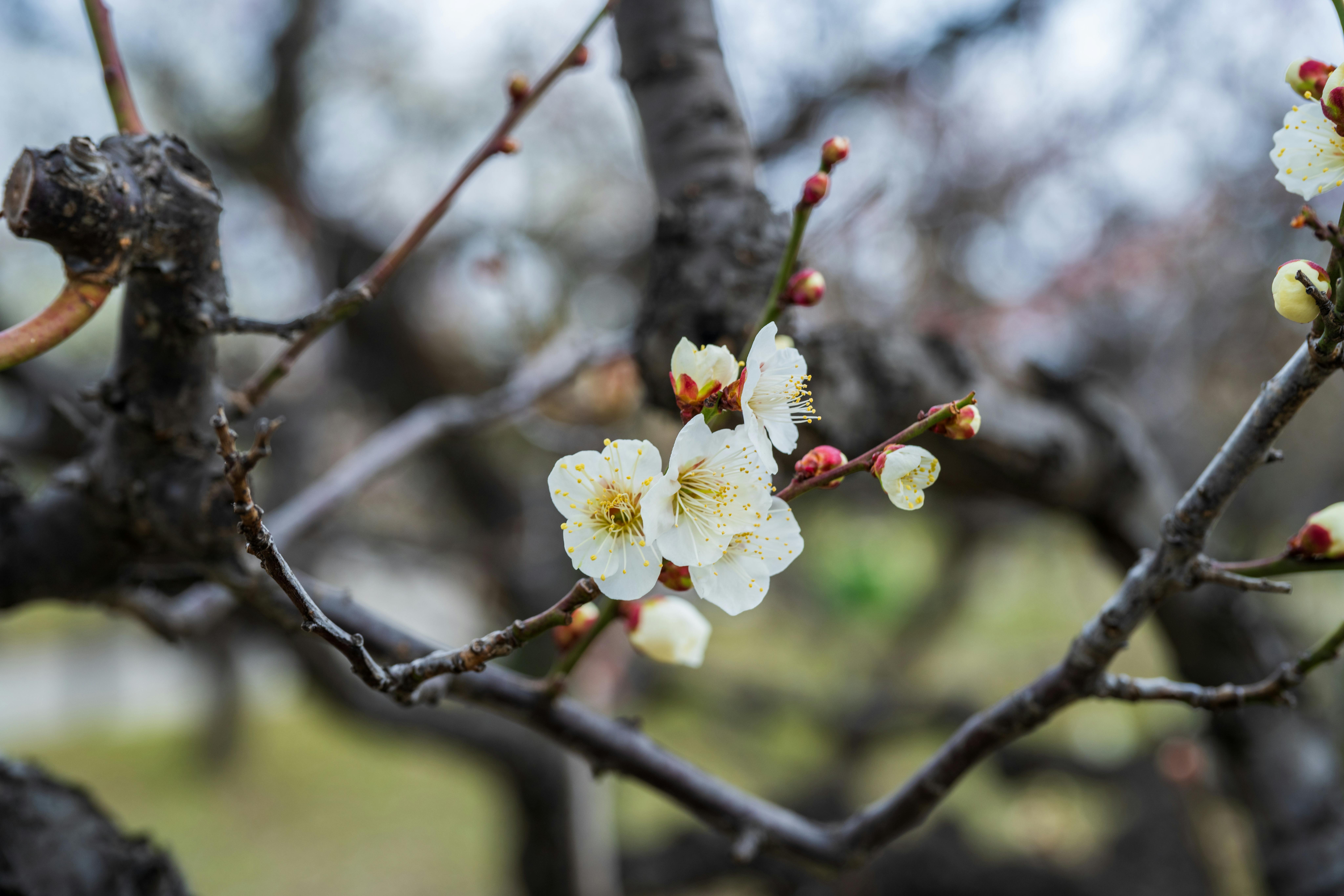 Line Spread Test Results for Commercially Available the White Rice Porridge with Salted Plum – Including the Effect of Four Types of Thickening Agents Added after Blending