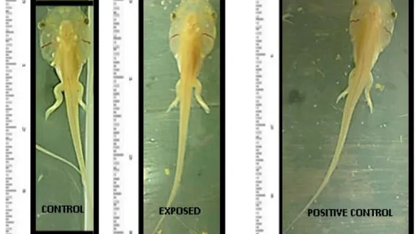 Water Contamination by Nitrates and its Thyroid Disruptive Action. Bioassay on Xenopus Laevis