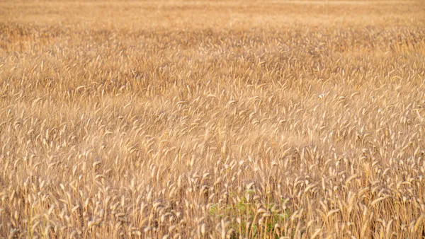 Smart Agronomy of Wheat Cultivation in Riverbed of Betawa through Natural And  Organic Farming under Changing Climate