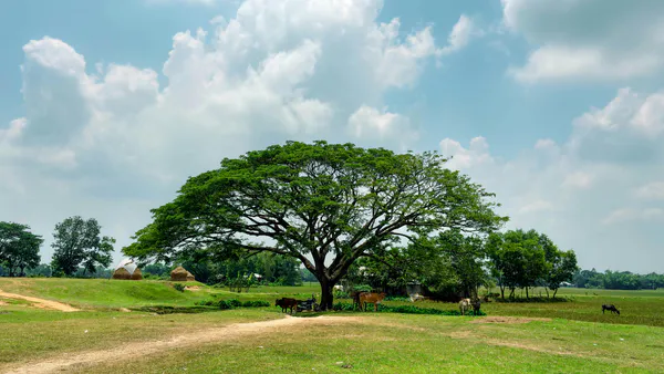 Climate-Induced Migrations and Changing ‘Households’ in Bangladesh: An Analysis of  New ‘Householding’ Structures from Gender Perspectives