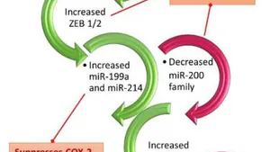 Parturition is Not the Mirror Image of Implantation: The Role of Progesterone
