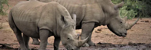 Individual Way of Actions in Zoological Crimes